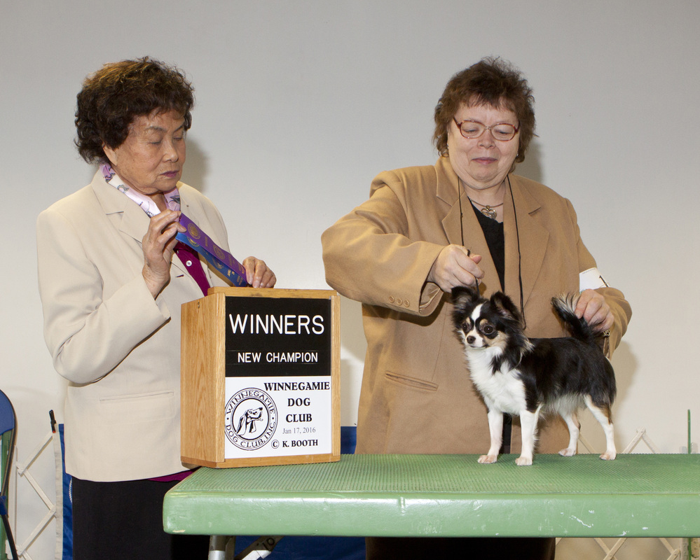 Peter j green dog hotsell show judge